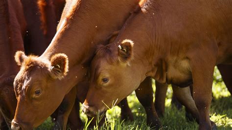 Nebraska Extension Offers Tips For Replacing Distillers Grain In Cattle