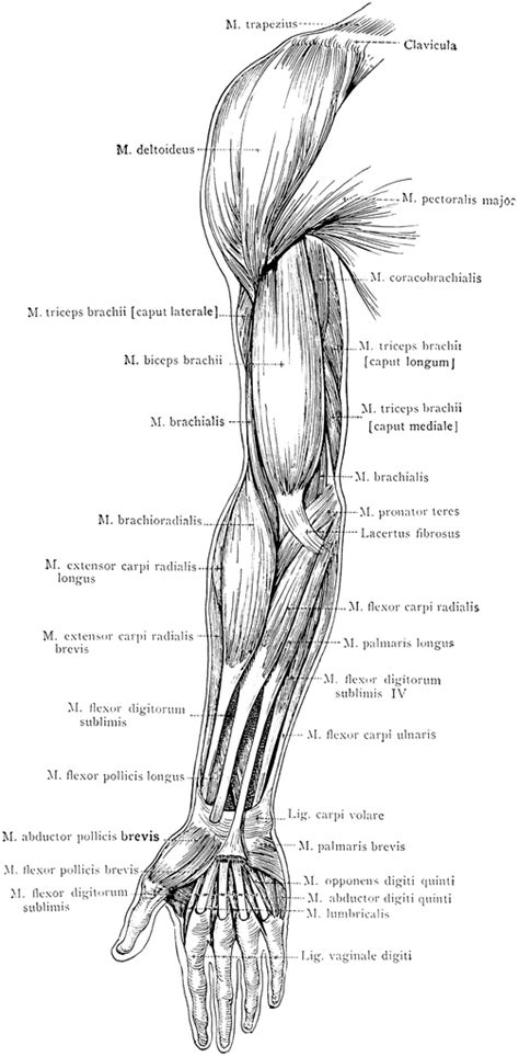 Front View Of The Superficial Muscles Of The Arm ClipArt ETC