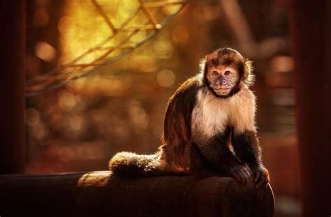 animals, Monkeys Wallpapers HD / Desktop and Mobile Backgrounds