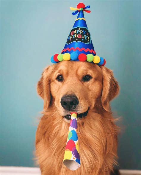 💜🎉🙋 Happy Birthday Dog Dogs Golden Retriever Dog Birthday Pictures