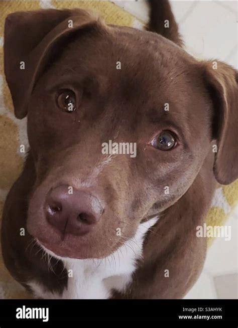 Cute Dog Puppy Dog Eyes Brown Lab Begging For Food Stock Photo Alamy