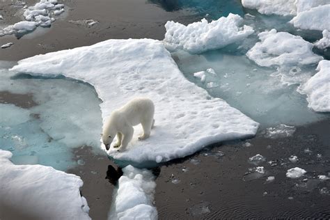 Polar Bears Global Warming Effects