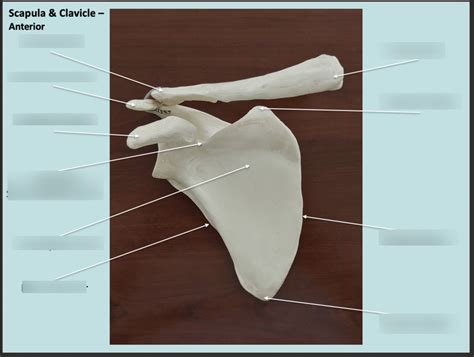 Scapula And Clavicle Anterior Diagram Quizlet