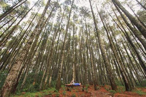 Wisata Jogja Nggak Cuma Malioboro Ada Hutan Pinus Juga