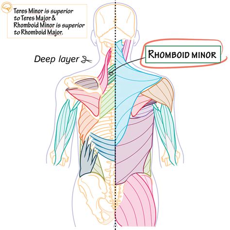 gross anatomy glossary rhomboids major and minor ditki medical and biological sciences