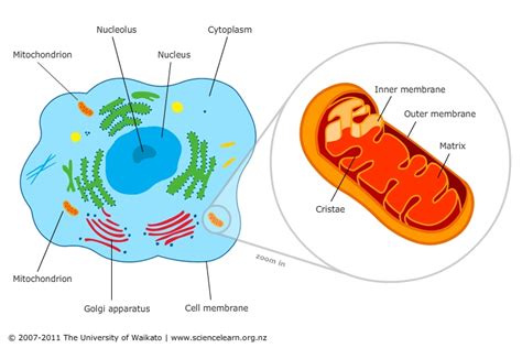 Mitochondria, for example, possess highly folded inner membranes in addition to their outer membranes. Mitochondria - cell powerhouses — Science Learning Hub