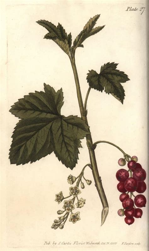 Amazon Redcurrant Ribes Rubrum Poster Print By Florilegius Mary