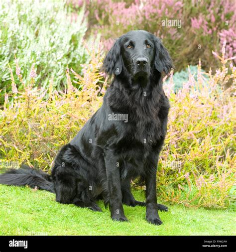 Flat Coated Retriever Stock Photo Alamy