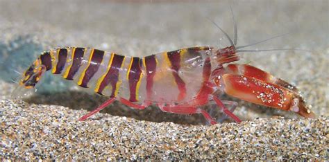 Meet The Underwater Sharpshooter The Pistol Shrimp Facts For Bored
