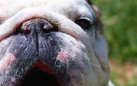 Dry Nose Is A Common Issue With Many Bulldogs Heres How You Can Make