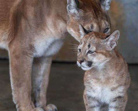 Puma Con Un Cachorro Foto Premium