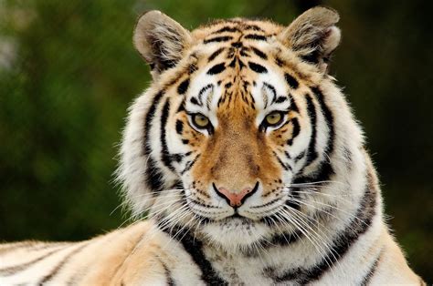 Tiger Face Close Up Free Animals Wallpaper Image With Tigers Harster