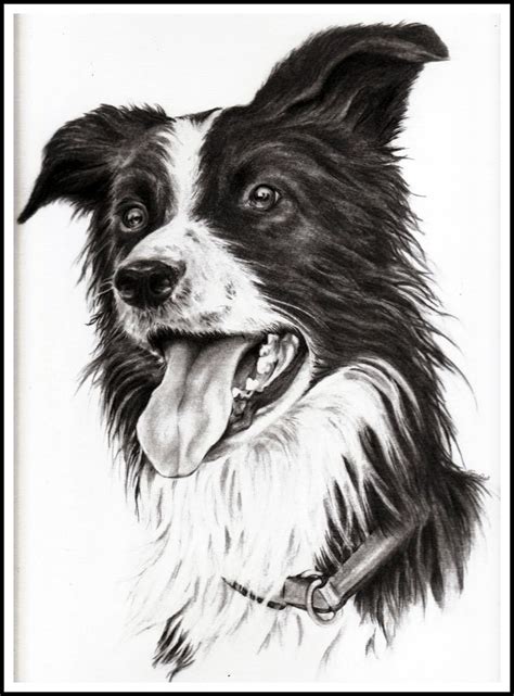 Want to know more about the 14 amazing facts about border terriers. Trym the border collie by Adniv on DeviantArt | Dessin chien, Dessin et Chien