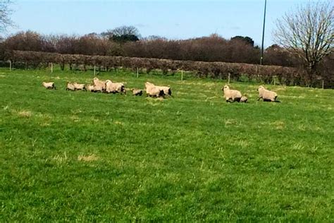 7 Pedigree Shropshire Breeding Ewes Sellmylivestock The Online