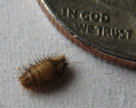 Carpet Beetle Larvae 6 Bed Bug Larvae Photos Biological Science