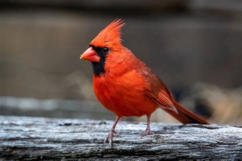 Cardinal Bird Facts Every Birdwatcher Should Know Learn Bird Watching