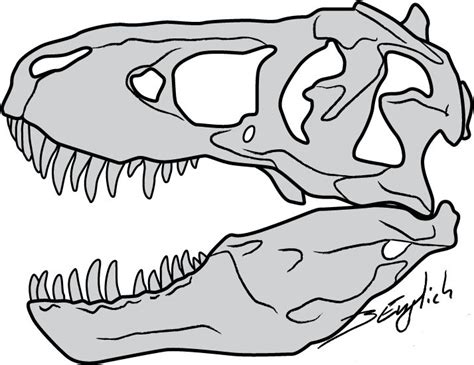 However, this giant carnivore had very humble beginnings, according to a new fossil discovery. T-Rex Skull by Belverine on deviantART | Dinosaur drawing, Skeleton drawings, Dinosaur silhouette