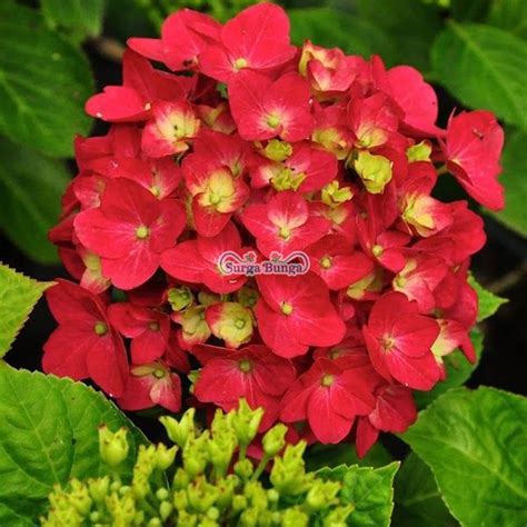 Jual Hortensia Merah Pancawarna Hydrangea Bunga Bokor Bibit Tanaman