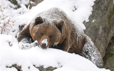 X Bear Brown Snow Large Walk Hunting Wallpaper