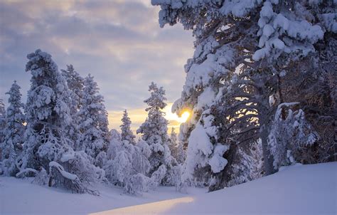 Wallpaper Winter Forest The Sun Snow Trees The Snow Finland