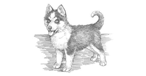 How To Draw A Husky Dog Step By Step Drawing Lesson