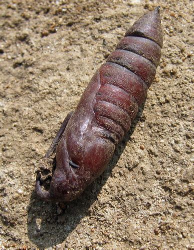 Tomato Hornworm Pupa Dug Up From The Garden 25 Inches Lo Flickr
