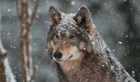 Información Básica Sobre Los Lobos