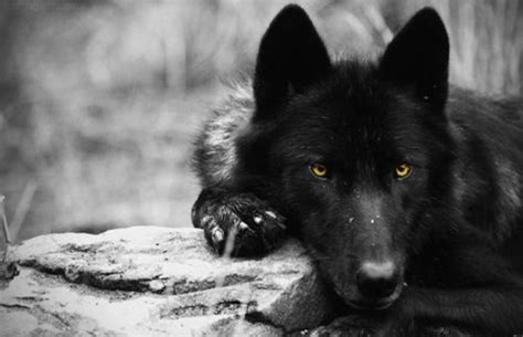 Yellow Eyes Animals Wolf Photos Black Wolf