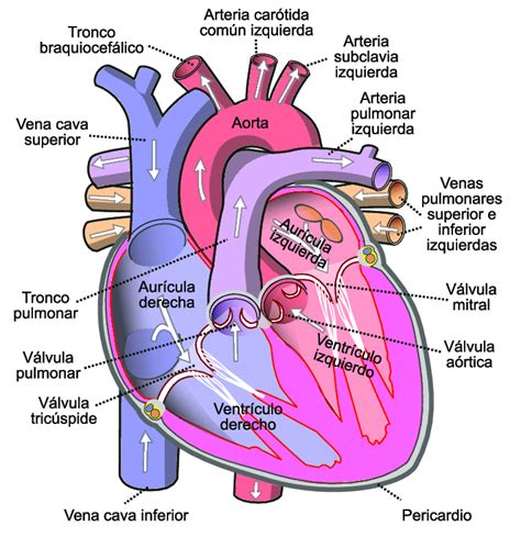 1 Partes Del Corazón 1 Download Scientific Diagram