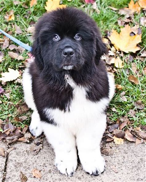 Newfoundland Dog Info And Pictures Fallinpets