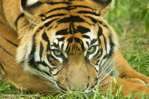 Ever Vigilant Female Sumatran Tiger Kirana Chester Zoo 1 Flickr