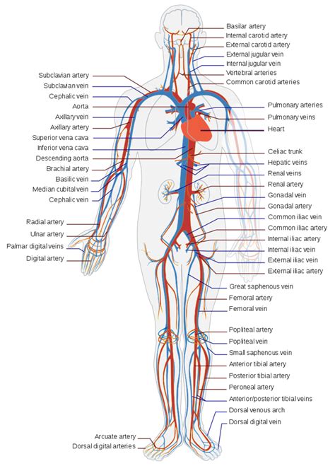 The Circulatory System Its Main Parts And How They Work Owlcation