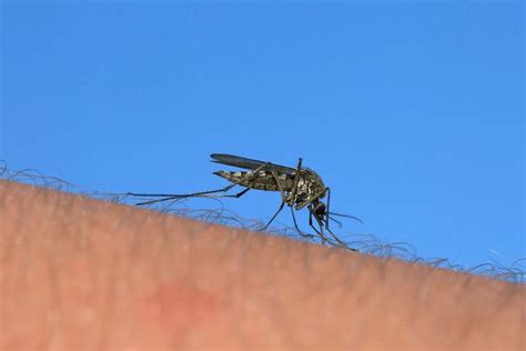 How To Stop Gnats From Flying Around You In 2020 How To Get Rid Of