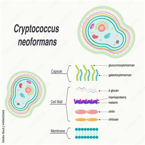 Cryptococcus Neoformans Diagram Stock Vector Adobe Stock