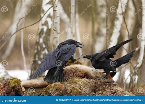 Pair Of Common Ravens Fighting For Prey Between Birch Trees In Spring