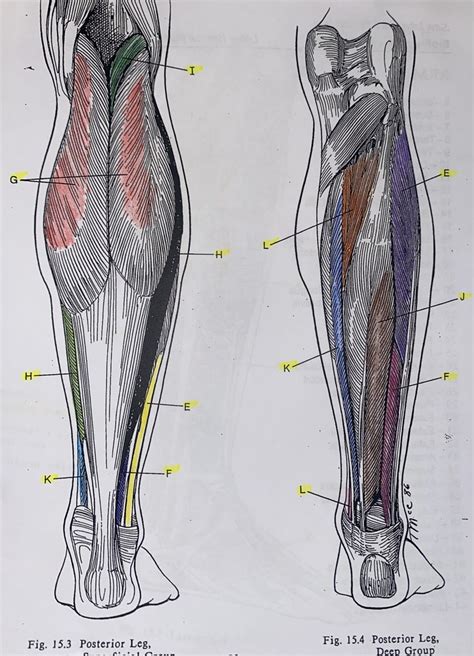 POSTERIOR LEG Diagram Quizlet