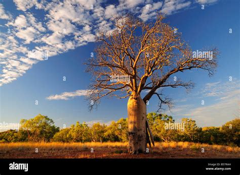 Boab Tree Kimberley Western Australia Australia Pacific Stock Photo