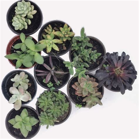 Paquete De 10 Plantas Suculentas Surtidas De 7 A 9 Cm Meses Sin Intereses