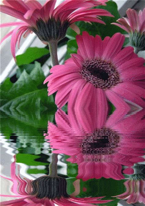 Flowers are the most excellent creation of god. TOUCHING HEARTS: ANIMATED GIF - FLOWERS