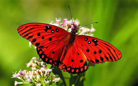 Butterfly Hd Live Wallpaper For Android Apk Download