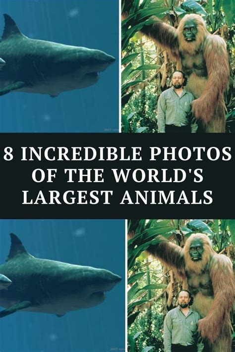 8 Incredible Photos Of The Worlds Largest Animals The Incredibles