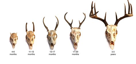 Adw Horns And Antlers