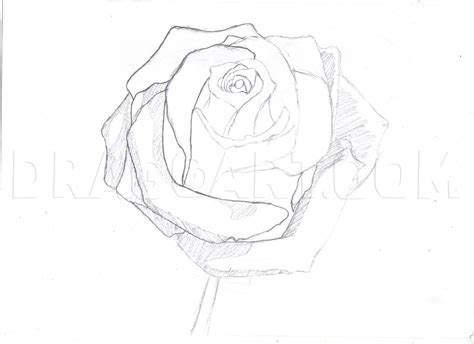 How To Draw A Realistic Rose Step By Step With Pencil