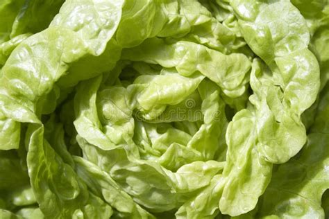 Fresh Green Lettuce Stock Photo Image Of Salad Groceries 7125984