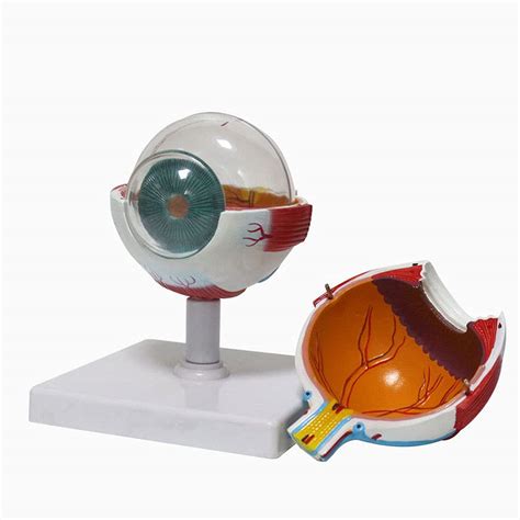 Buy Beaghty 6x D Human Eye Anatomical Model Human Body Anatomy Replica