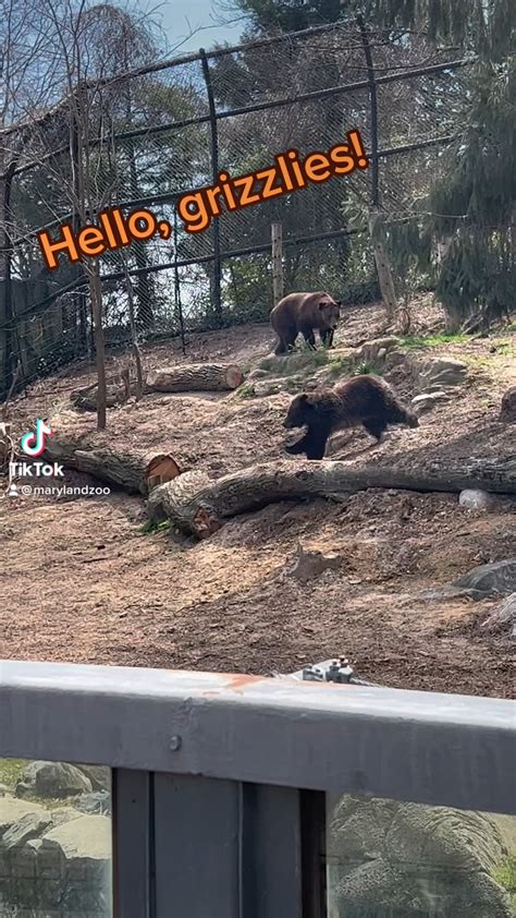 Grizzlies On Exhibit For The First Time Following Hibernation After
