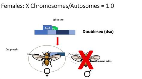 sex determination in drosophila melanogaster and the role of alternative splicing youtube