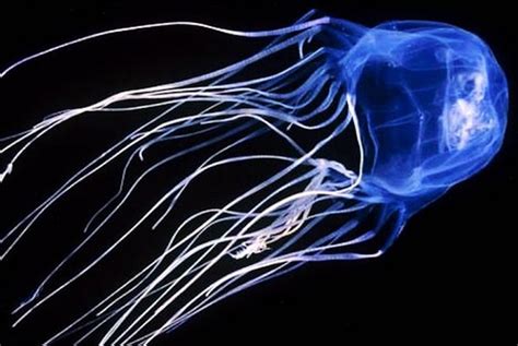 Meet The Irukandji Jellyfish Deadlier Than Coronavirus The Spectator
