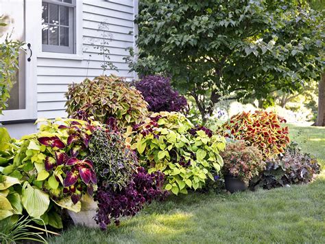 Coleus Plants Varieties Care And Growing Them This Old House