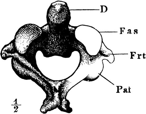 The Axis 2nd Cervical Vertebra Clipart Etc